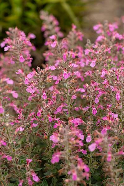 Teucrium lucidrys C1,5