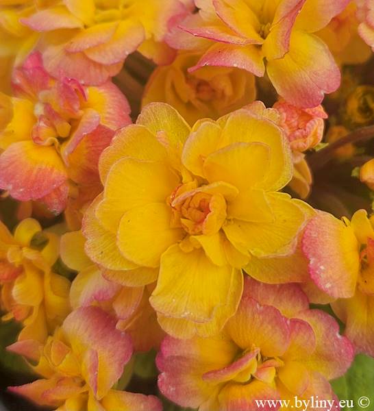 Primula vulgaris Belarina Nectarine C1,5