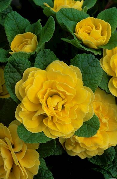 Primula vulgaris Belarina Buttercup Yellow C1,5