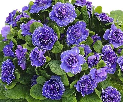 Primula vulgaris Belarina Amethyst Ice C1,5