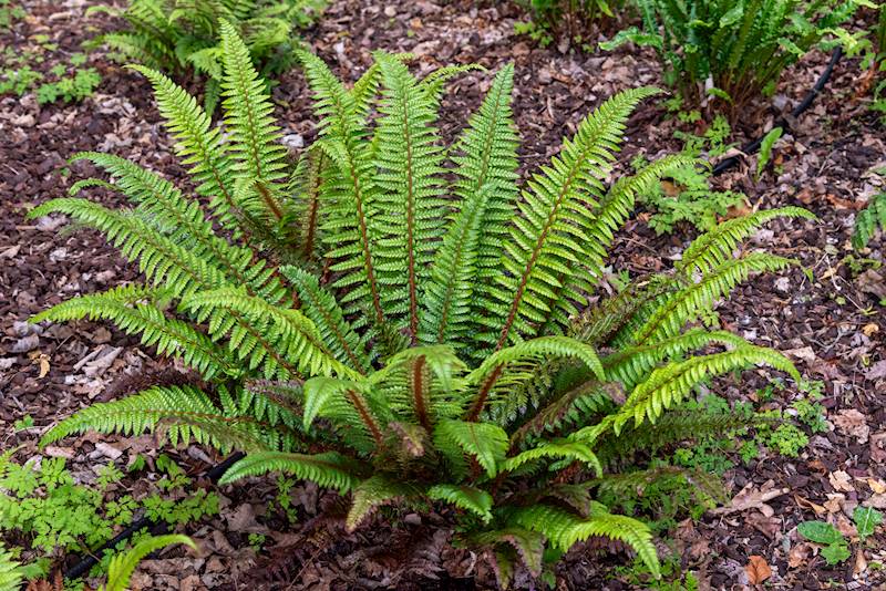 Polystichum neolobatum p11