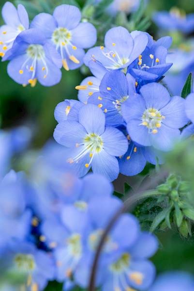 Polemonium hybrida Hurricane Ridge ® C1,5