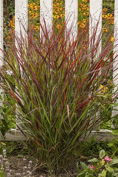 Panicum virgatum Sangria C2
