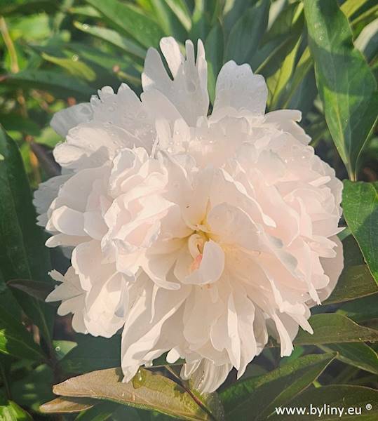 Paeonia Monsieur Charles Leveque C2
