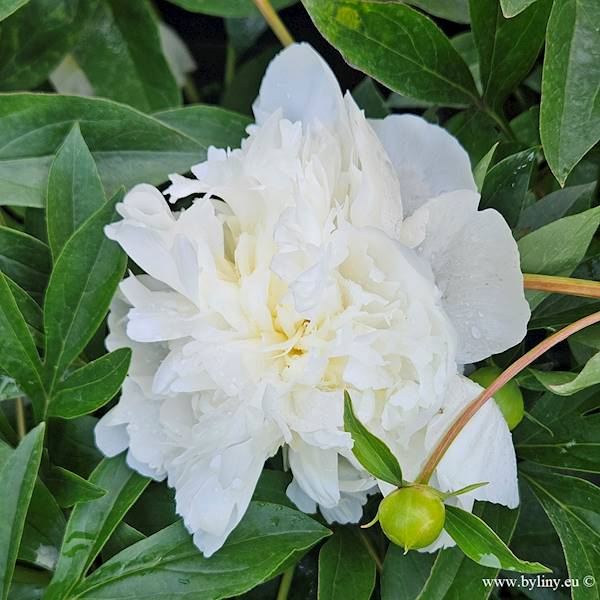 Paeonia Duchesse De Nemours C2