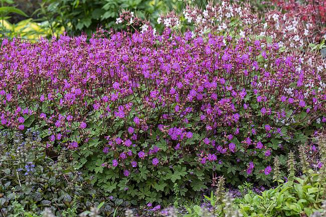 Geranium macrorrhizum Sandys Smile p11