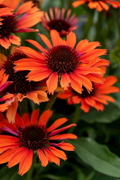 Echinacea purpurea Orange Pearl ® C1,5