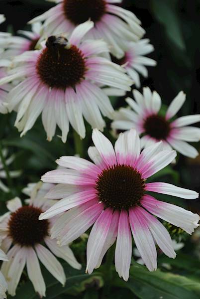 Echinacea purpurea Fountain Pink Eye ® C1,5