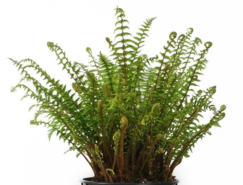 Dryopteris affinis p11