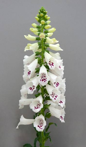 Digitalis purpurea Dottie White C1,5