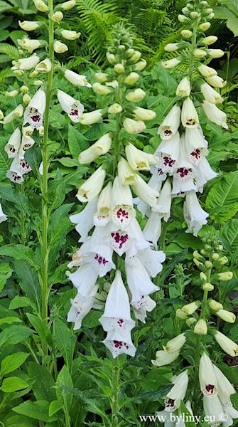 Digitalis purpurea Dottie White C1,5