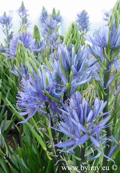 Camassia cusickii C2