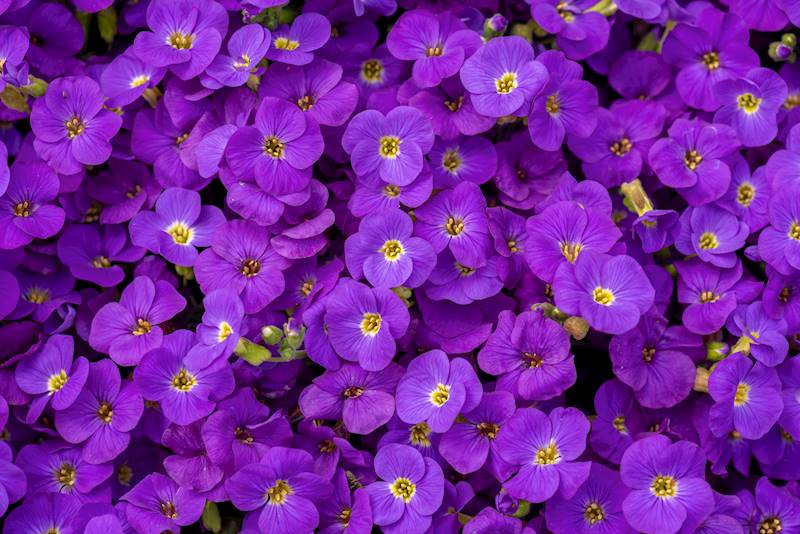 Aubrietta hybrida Glacier Blue p11