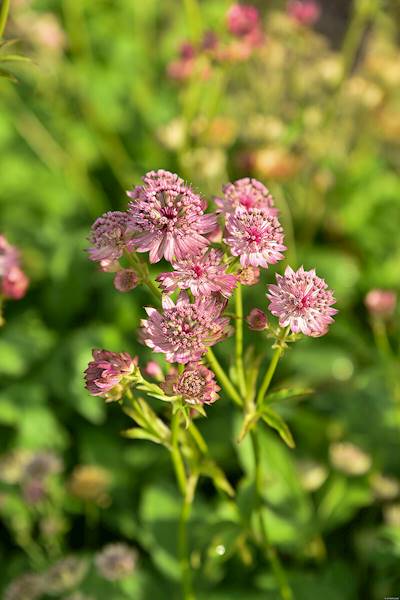 Astrantia major Pink Button ® p11
