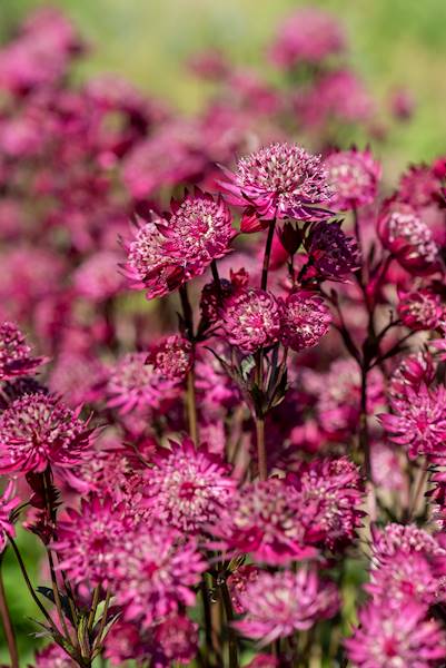 Astrantia major Astra Red p11