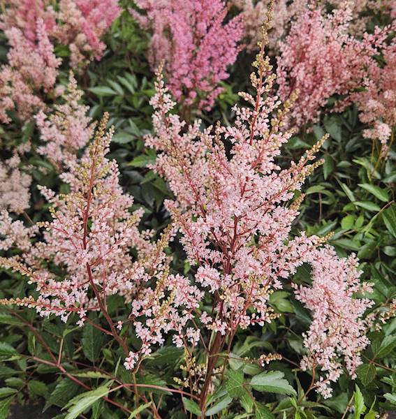 Astilbe japonica Look At Me ® C1,5
