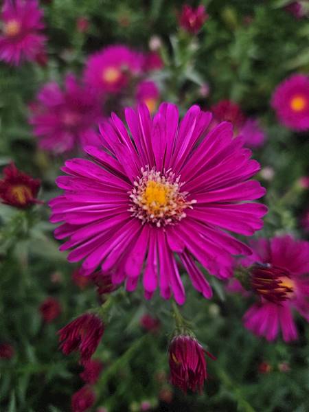 Aster novi-belgii Crimson Brocade C2