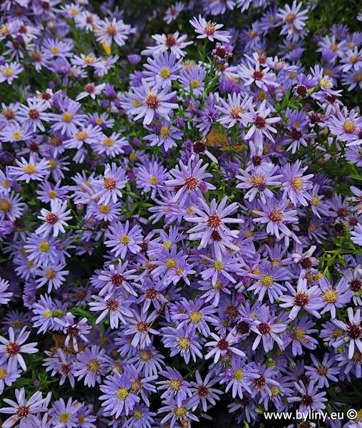 Aster cordifolius Little Carlow C2