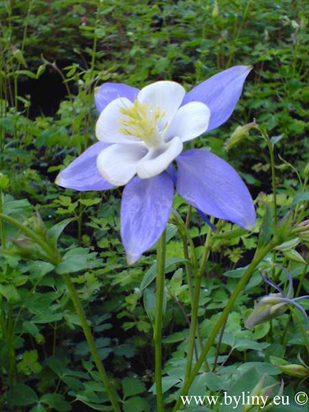 Aquilegia caerulea Blue Star C2