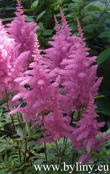 Astilbe x arendsii Gloria Purpurea C3
