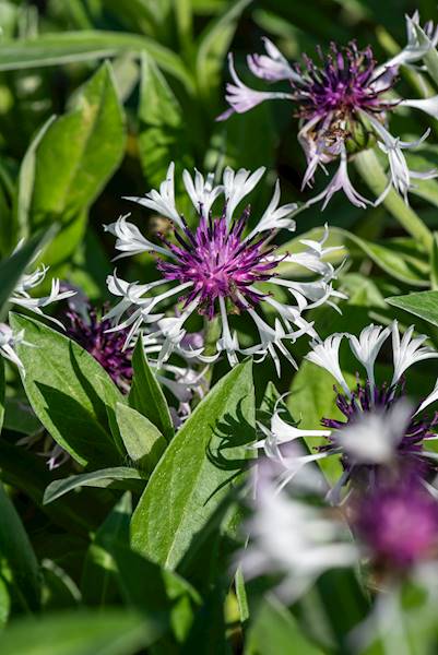 Centaurea Amethyst in Snow® C2