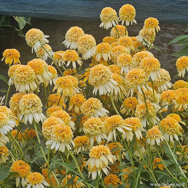 Echinacea purpurea Lemon Drop ® C1,5