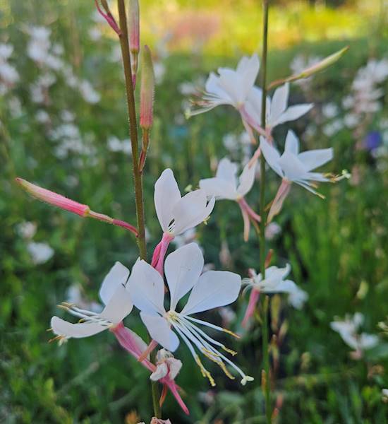 Gaura lindheimeri Whirling Butterflies p9