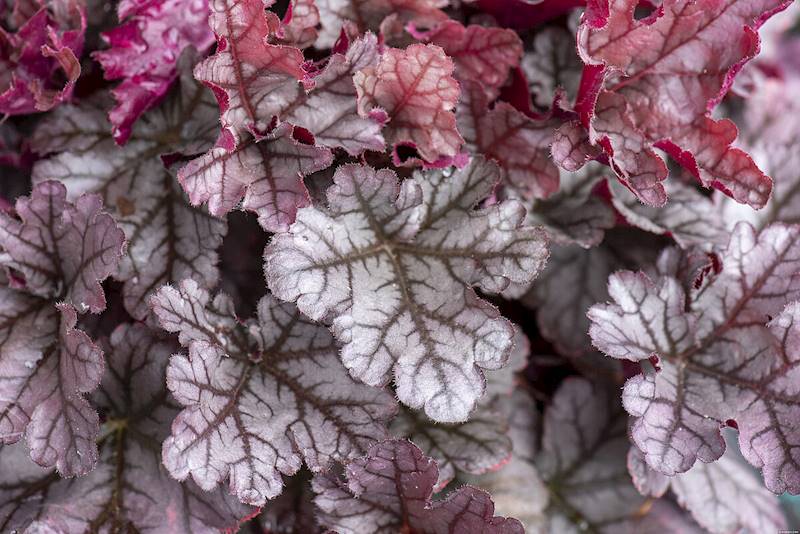 Heuchera World Caffe Frappe ® p9