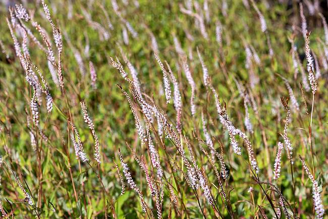 Persicaria amplexicaule Alba C3
