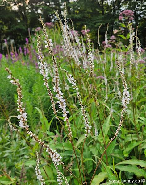 Persicaria amplexicaule Alba C3