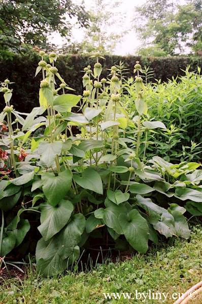 Phlomis russeliana p9