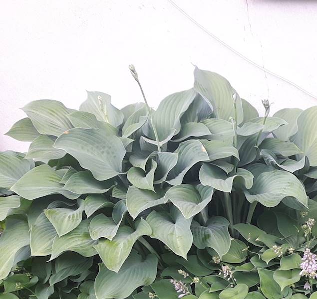Hosta Krossa Regal C1,5