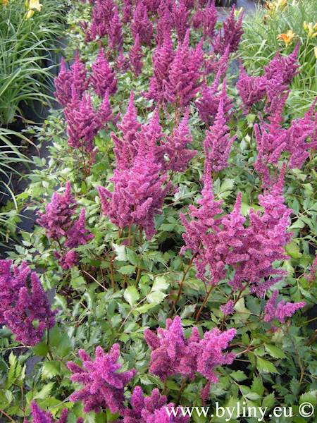 Astilbe chinensis Vision in Red ® C1,5
