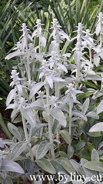 Stachys byzantina C1,5