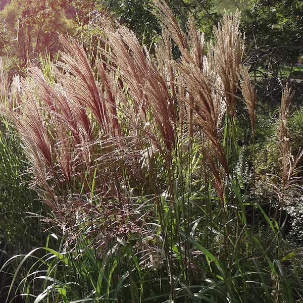Miscanthus sinensis Malepartus C1,5