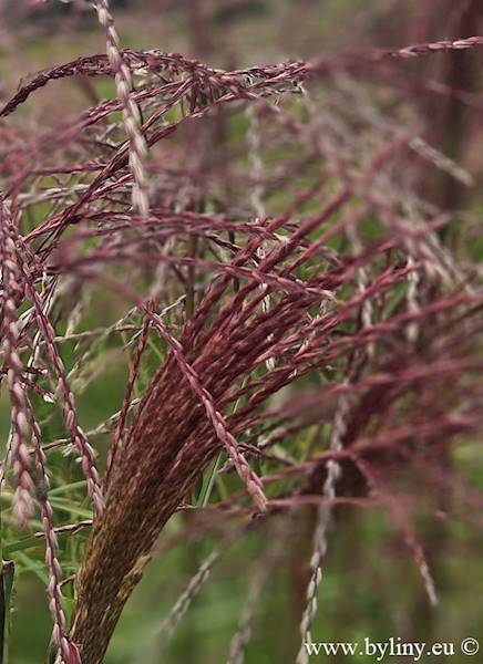Miscanthus sinensis Malepartus C1,5