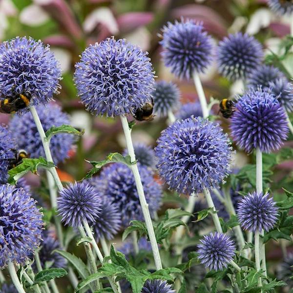 Echinops ritro C1,5