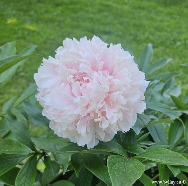 Paeonia Sarah Bernhardt C3