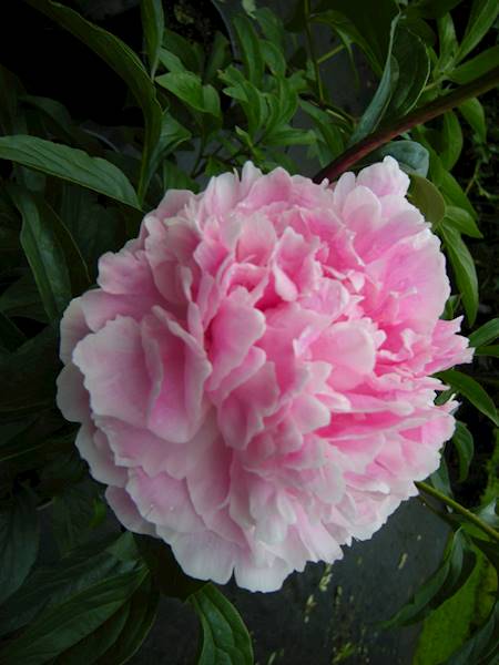 Paeonia Ursynów C3