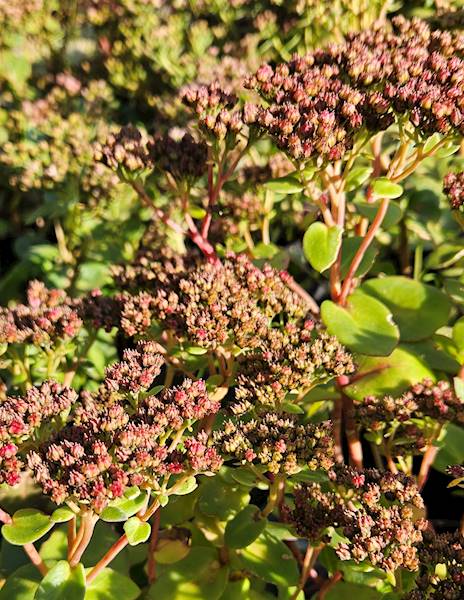 Sedum 40 cm C1,5