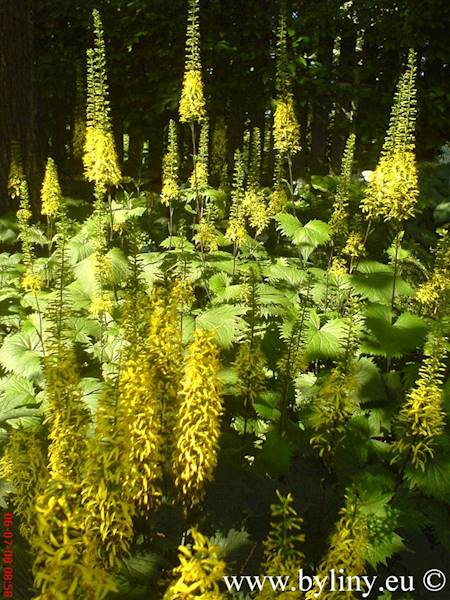 Ligularia C1,5
