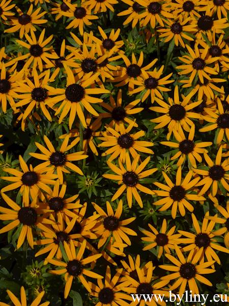 Rudbeckia fulgida Little Goldstar ® C1,5