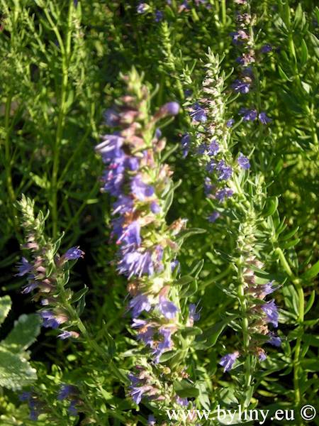 Hyssopus officinalis p9