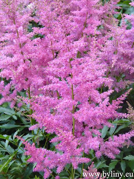 Astilbe Younique Lilac ® C2