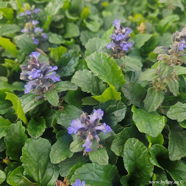 Ajuga reptans p9