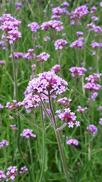 Verbena bonariensis p11