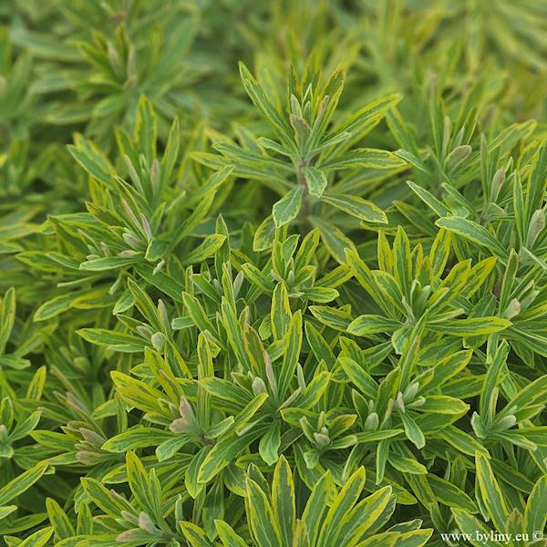 Euphorbia xmartinii Ascot Rainbow ® C1,5