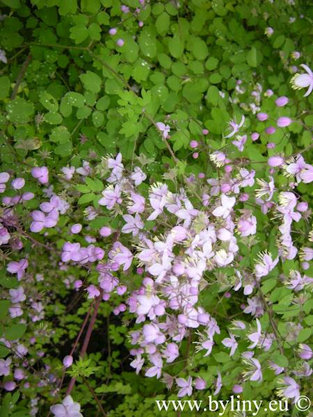 Thalictrum delavayi p9