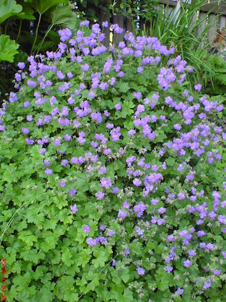 Geranium cantabrigiense Cambridge p11
