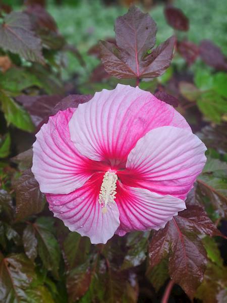 Hibiscus Starry Night C1,5